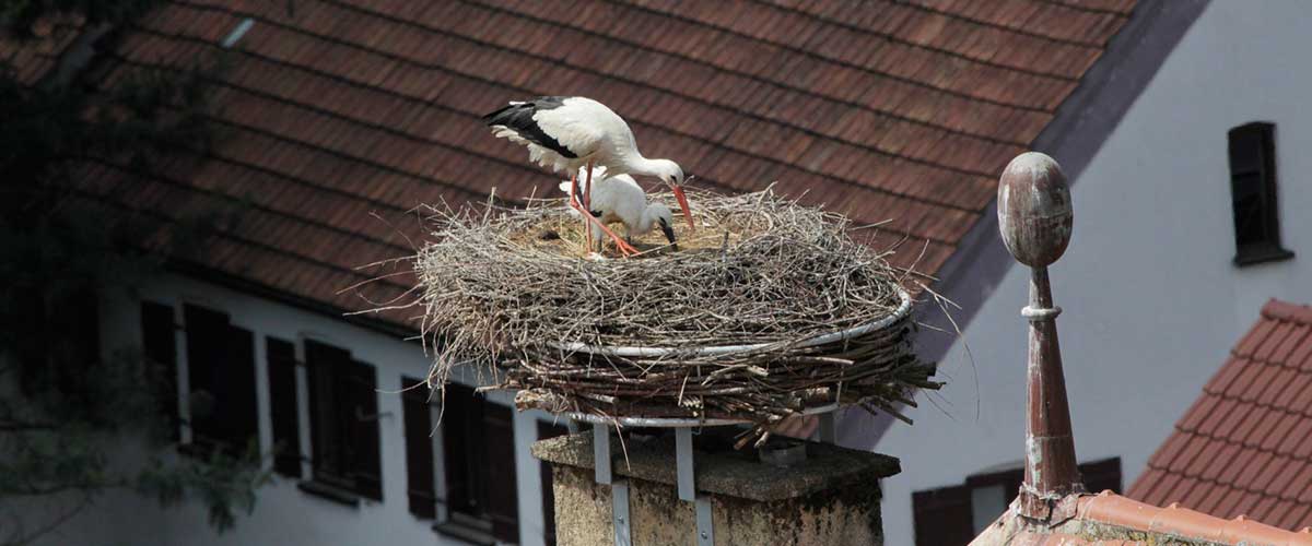 Störche haben Nachwuchs