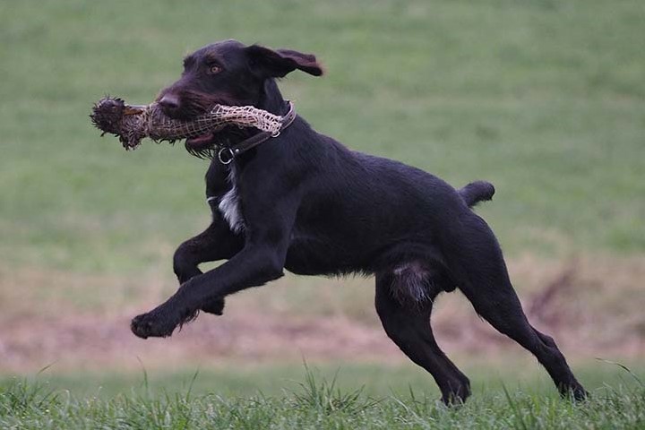 Deutsch Drahthaar Jagdhund