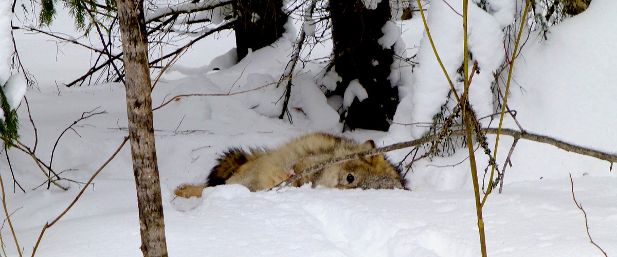 Wölfe, gefürchtete Jagdkonkurrenten